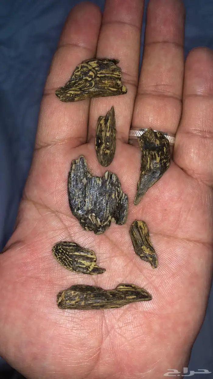 عود كلمتان الازرق من إندونيسيا البيع في الاوقيه 3