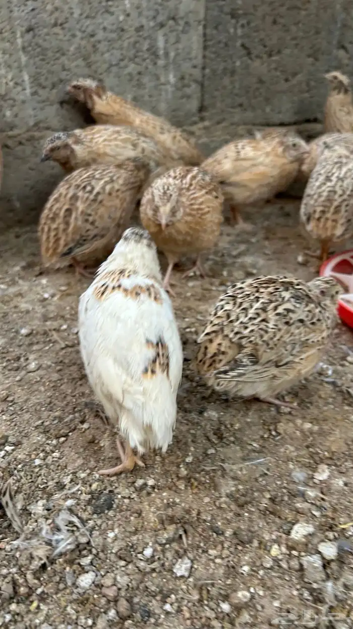 سمان الزوج من 12 1
