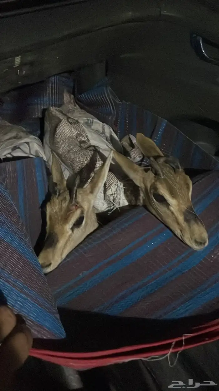 موصل رسايل وحيوانات من نجران الي جده 8