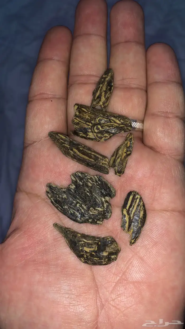 عود كلمتان الازرق من إندونيسيا البيع في الاوقيه 2