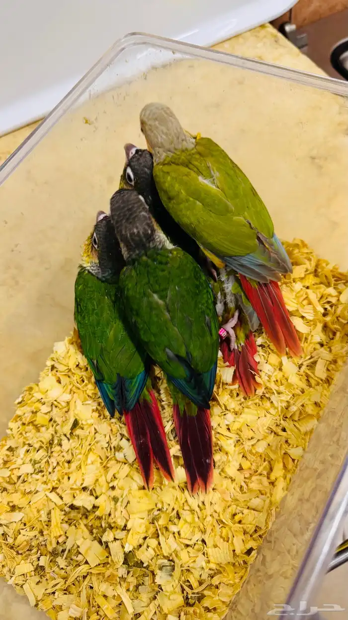 فروخ كنيور نهاية غر ومفطومة 0