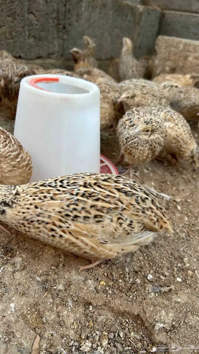 سمان الزوج من 12 4