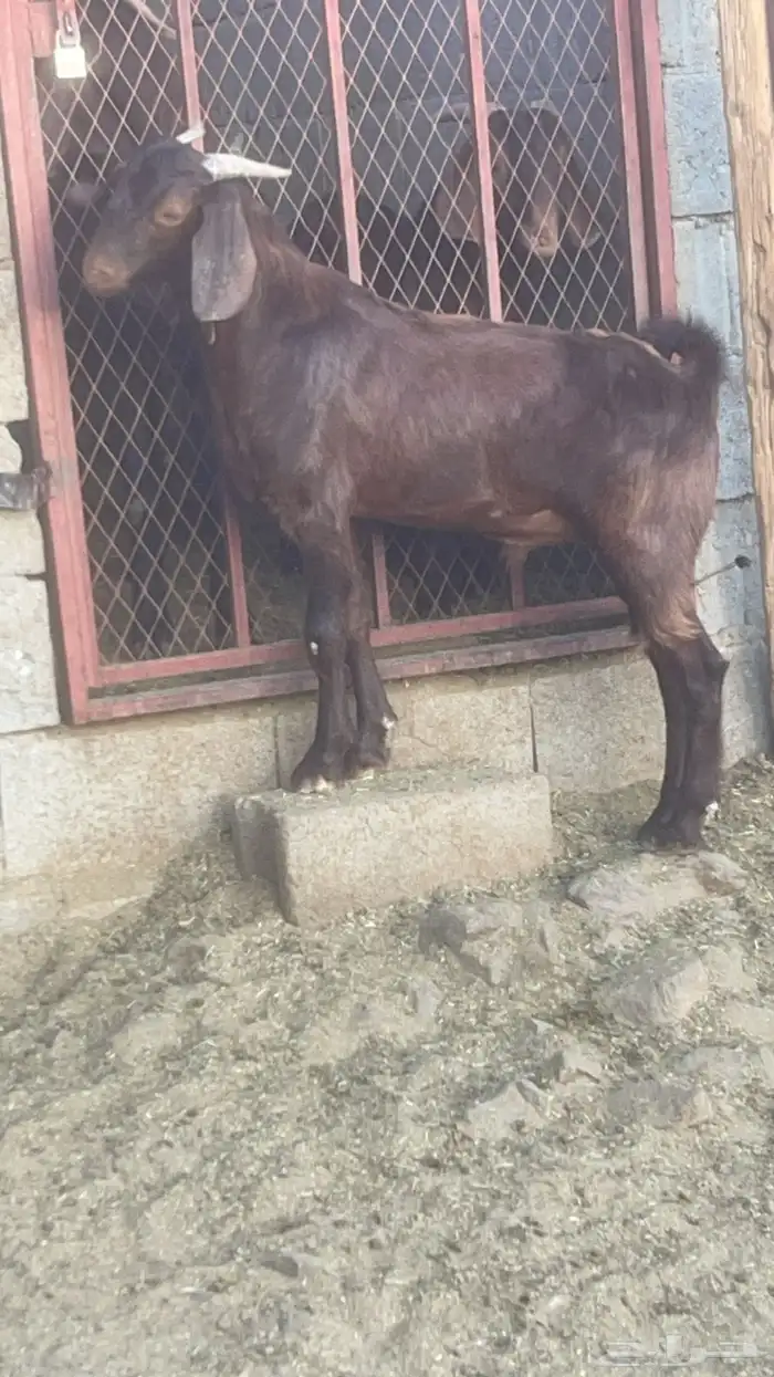 تيس كلهاري ادهم ادبس( تم البيع ) 0