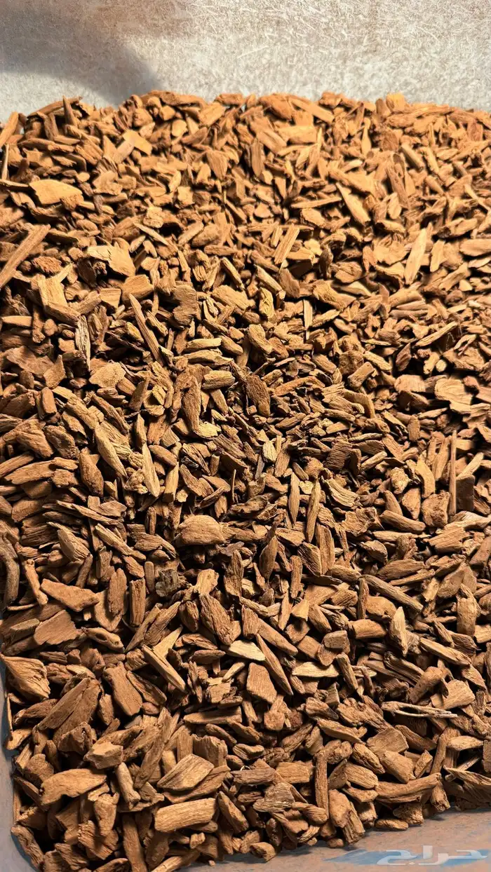 دقة عود مروكي 1