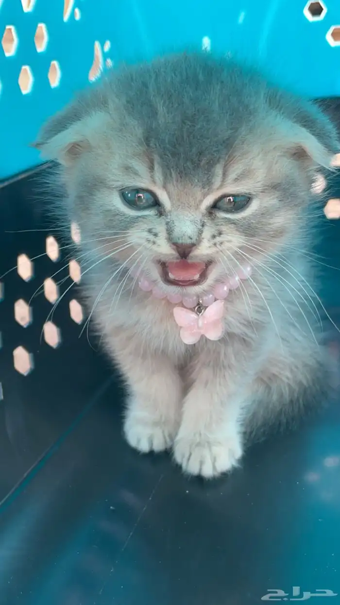 موصل رسايل وحيوانات من نجران الي جده 11