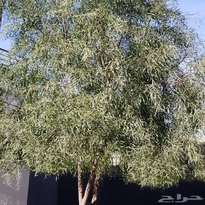للبيع شتلات كينا بسعر الجمله 4 ريال فقط 1