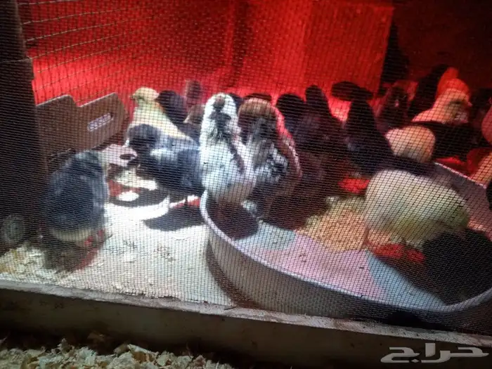 صوص محسن بعمر 2 يوم الأمهات للعرض فقط 1