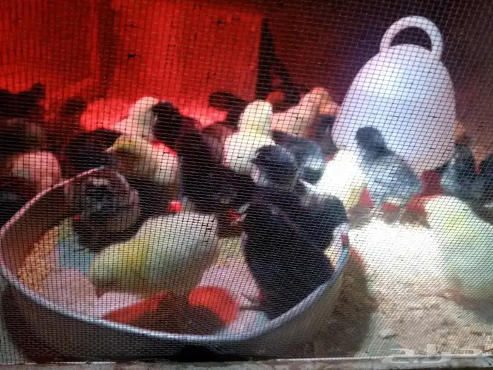 صوص محسن بعمر 2 يوم الأمهات للعرض فقط 3