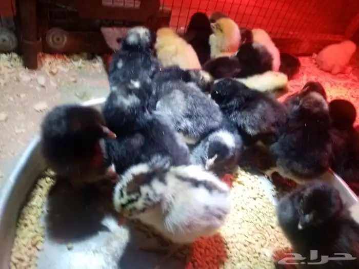 صوص محسن بعمر 2 يوم الأمهات للعرض فقط 8