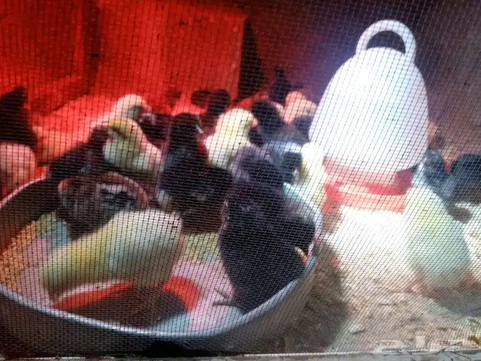 صوص محسن بعمر 2 يوم الأمهات للعرض فقط 0