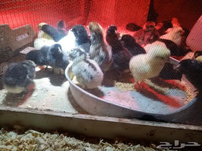 صوص محسن بعمر 2 يوم الأمهات للعرض فقط 4