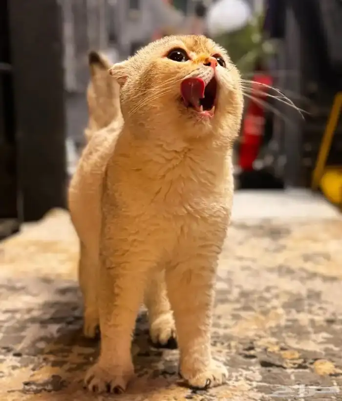 سكواتش مميز. لونه Ny11 33 تم البيع فيه اخوانه صغار 0