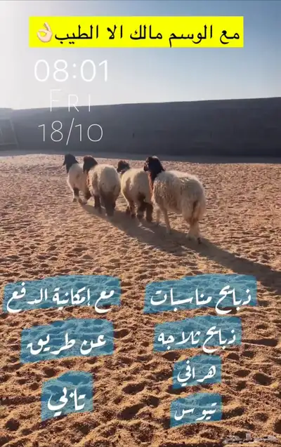 مؤسسة خيال الوسم لبيع وشراء المواشي جمله وتجزئه 0