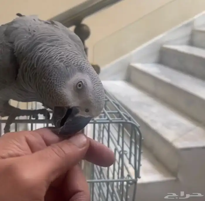 بغبغان يتكلم 2