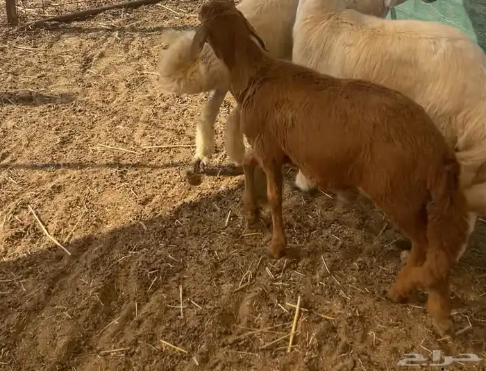 ذبائح طليان ورخال حري سواكني تيوس محايلي وعقيقةالتقيم مرتفع 17