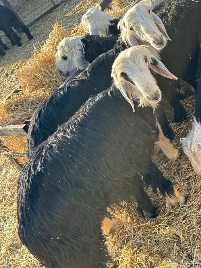 خرفان نجد خروف نجدي ذبائح خرفان 1