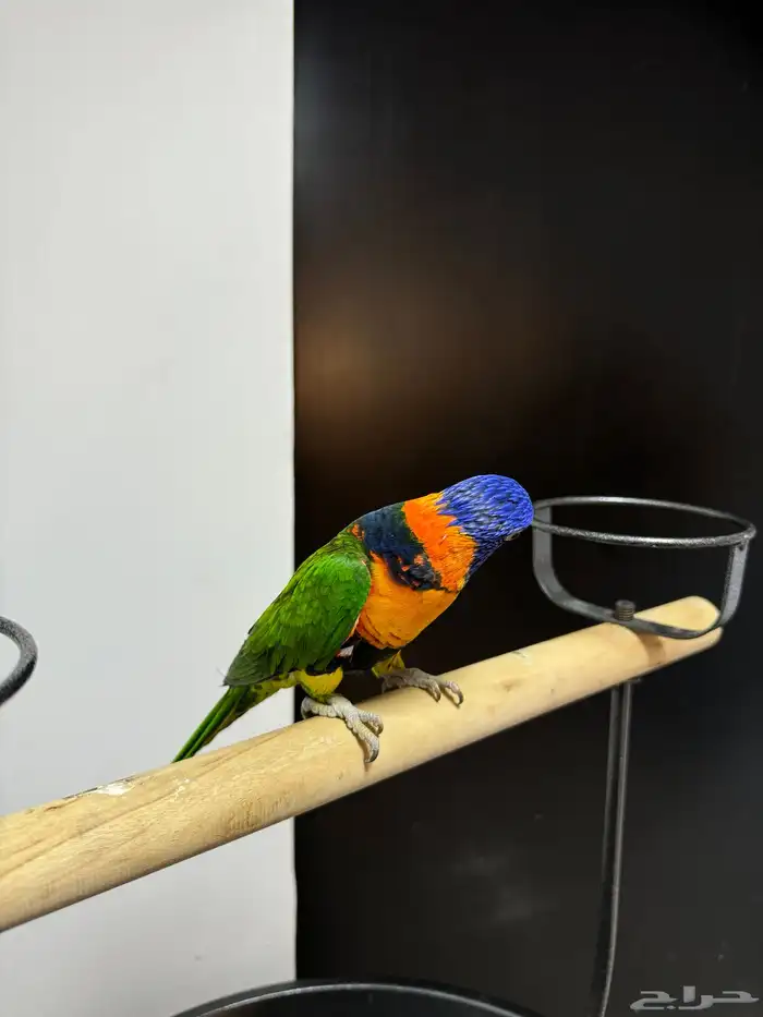 لوري اليف ومتكلم لعوب 2