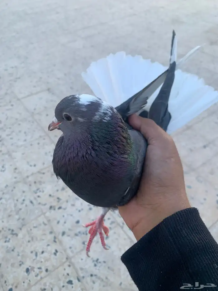حمام قطيفي 0