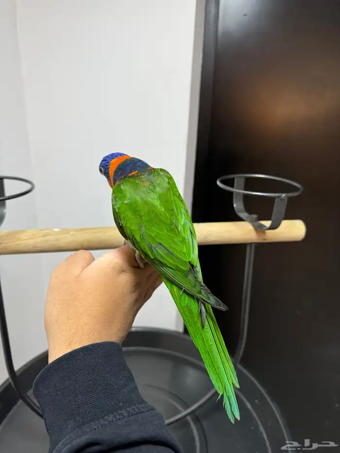 لوري اليف ومتكلم لعوب 4