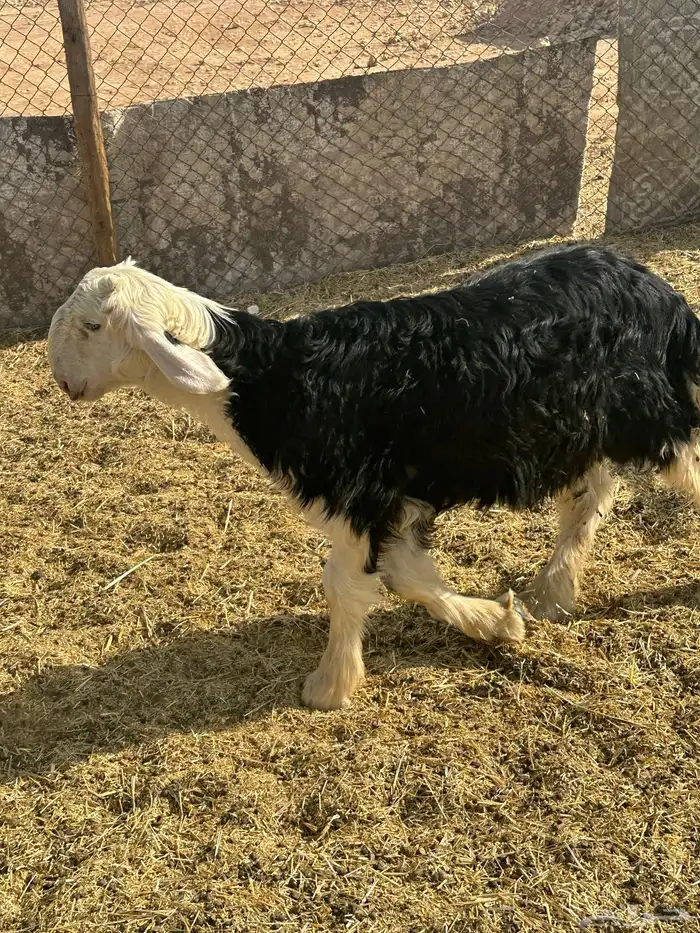 خرفان نجد خروف نجدي ذبائح خرفان 5