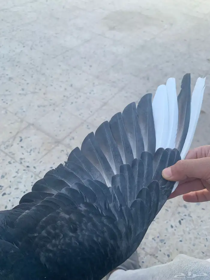 حمام قطيفي 2