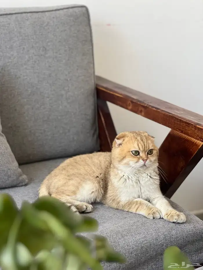 قط سكوتش بيور تربل فولد للتزاوج بالاحساء 1