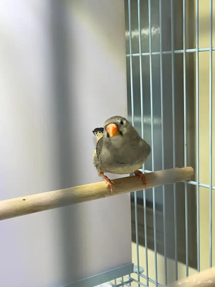 زيبرا أنثى اورنج برست 5