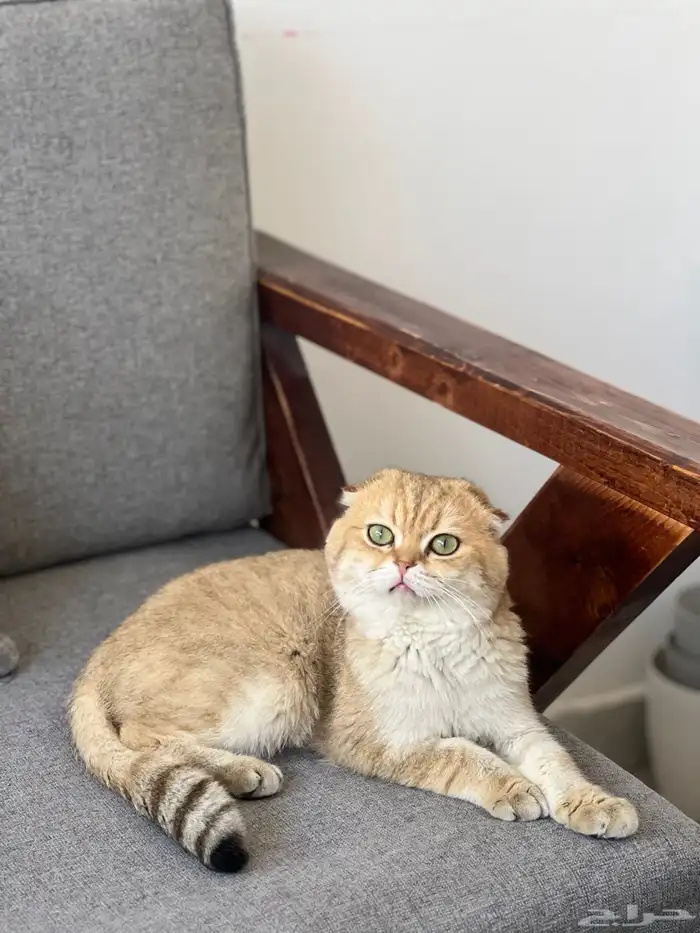 قط سكوتش بيور تربل فولد للتزاوج بالاحساء 2