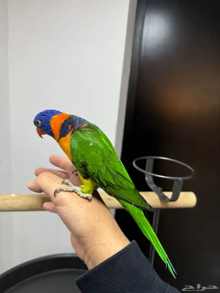 لوري اليف ومتكلم لعوب 0