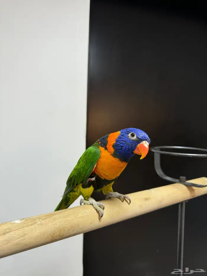 لوري اليف ومتكلم لعوب 1