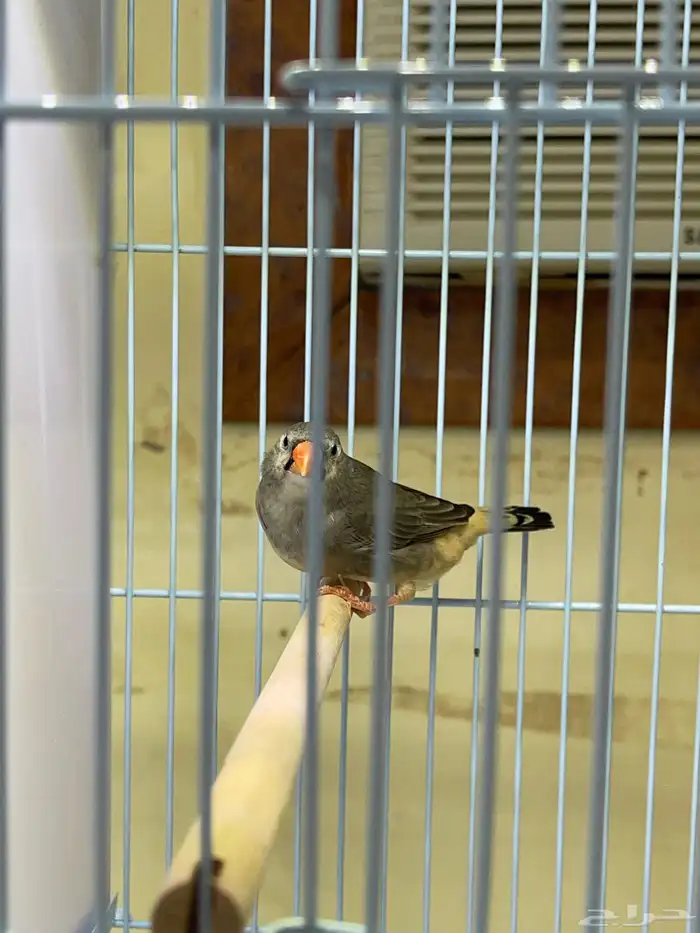 زيبرا أنثى اورنج برست 4