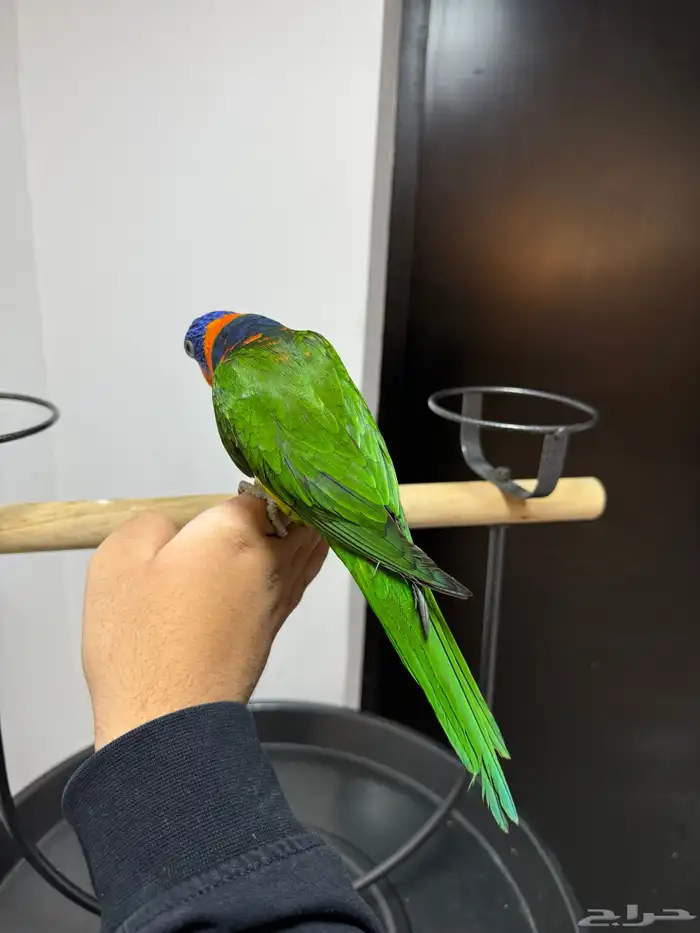 لوري اليف ومتكلم لعوب 3