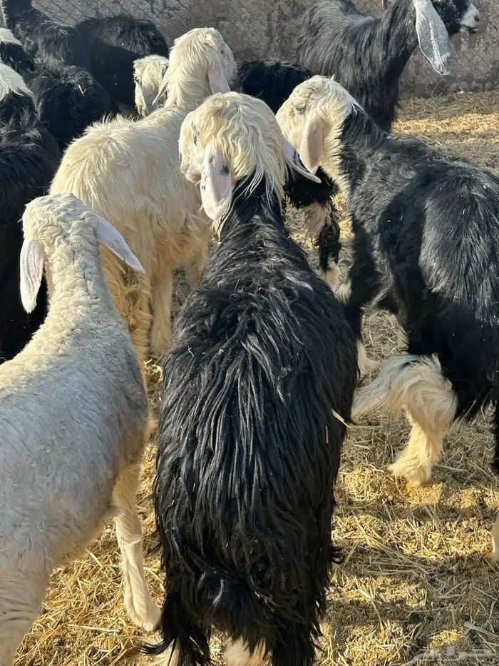 خرفان نجد خروف نجدي ذبائح خرفان 6