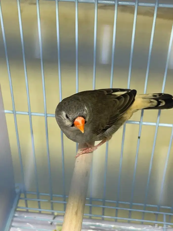 زيبرا أنثى اورنج برست 3