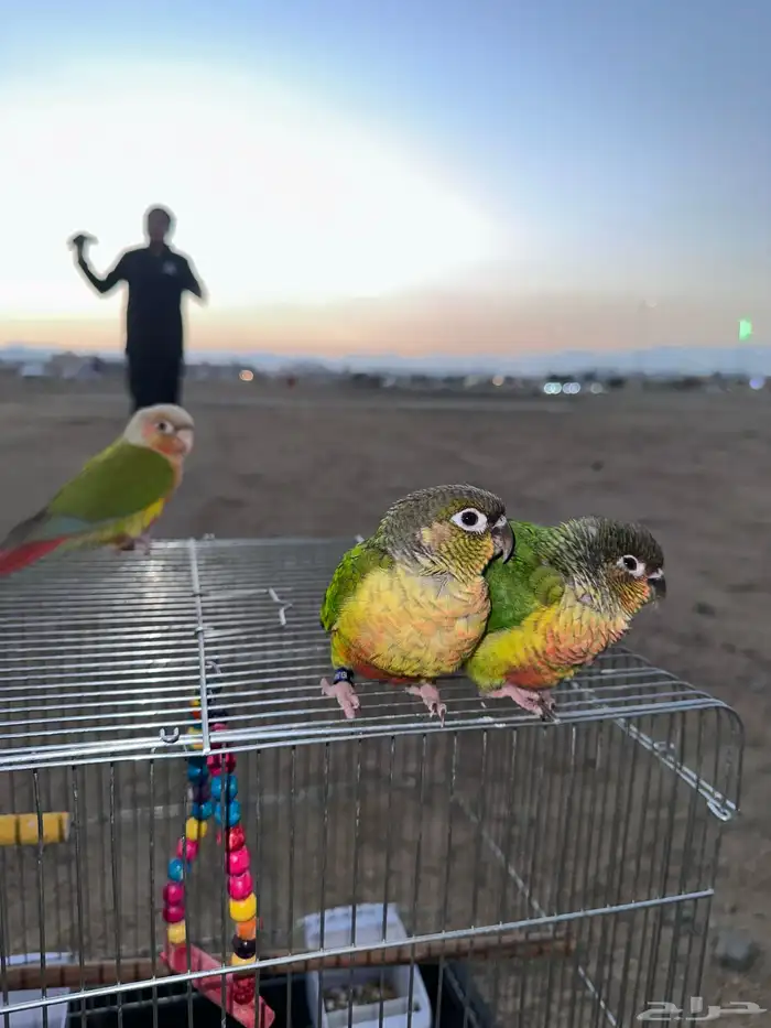 تم البيع كنيور هدد خارجي 11