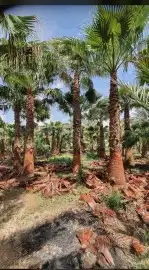 توريدنخيل 5