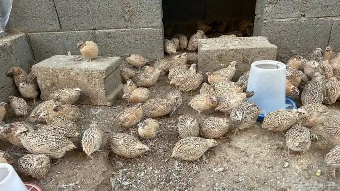 سمان الزوج من 12 5