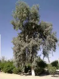 للبيع شتلات كينا بسعر الجمله 4 ريال فقط 2