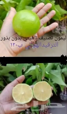 شتلا ت يلانج سونج خلا نوع من قشطة 35