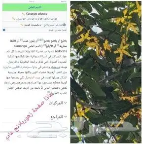 شتلا ت يلانج سونج خلا نوع من قشطة 3