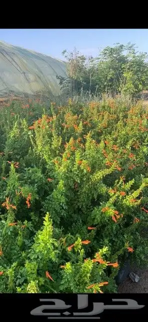 عروض لدى حدائق جنة البدر ع شتلات 5