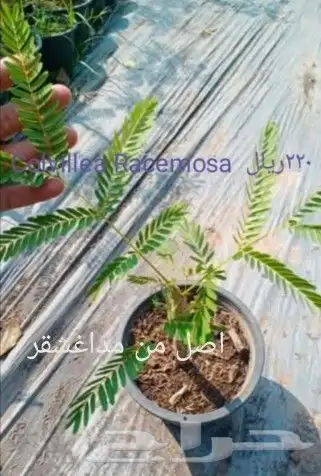 شتلا ت يلانج سونج خلا نوع من قشطة 24