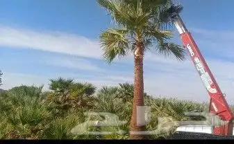 مقاول شبوك ونخيل وطلح وسدر توريد وتركيب القريه العليا الدمام 6