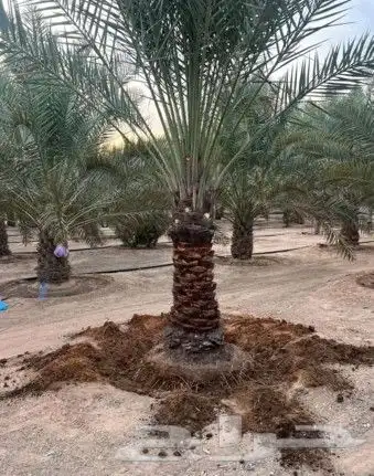 نقوم بقلع وغرس وتكريب وتنضيف وتوريد انواع انخيل الفاخره 2
