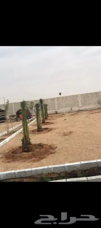 يوجد لدينا جميع انواع النخيل المثمره بجميع انواعها ومقاسات 8
