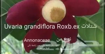 شتلا ت يلانج سونج خلا نوع من قشطة 6