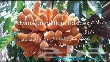 شتلا ت يلانج سونج خلا نوع من قشطة 5