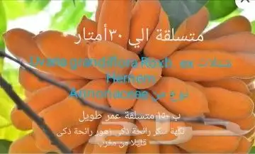 شتلا ت يلانج سونج خلا نوع من قشطة 10