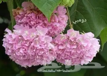 شتلا ت يلانج سونج خلا نوع من قشطة 21