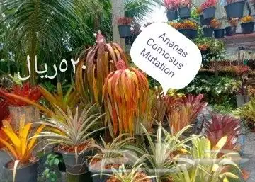شتلا ت يلانج سونج خلا نوع من قشطة 49